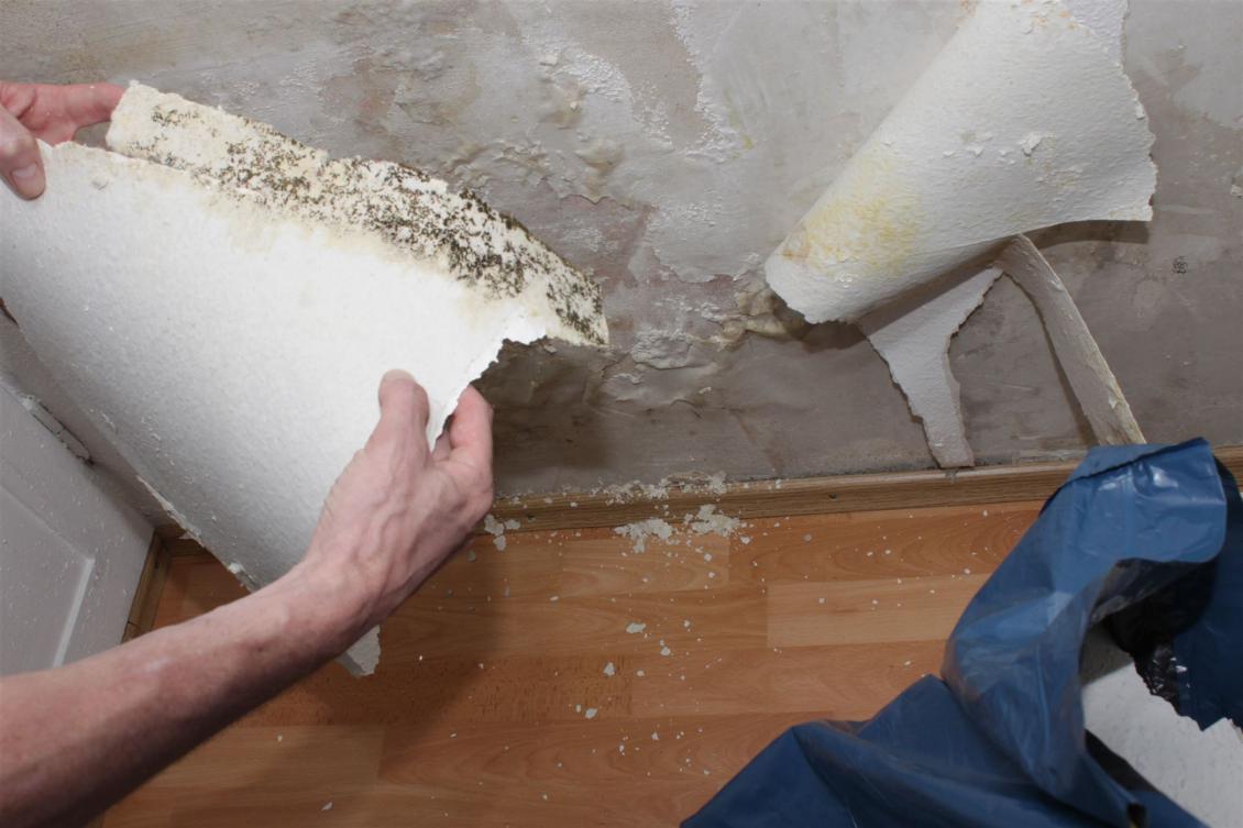 Schimmel hinter der Tapete